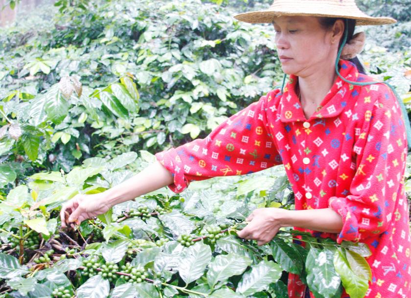 Coffee cultivators from Ywar Ngan plan to export at least 50 tonnes of coffee beans in the upcoming coffee season 