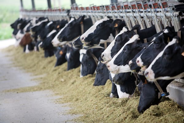 The live cattle exports estimated to reach 1 million in this current fiscal year 
