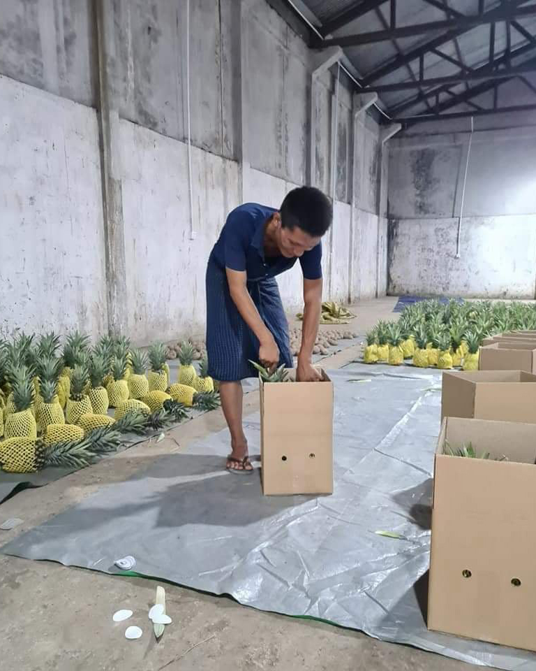  Myanmar’s pineapple exporters called for legitimate trade channel for export which still suspended this year due to the COVID – 19