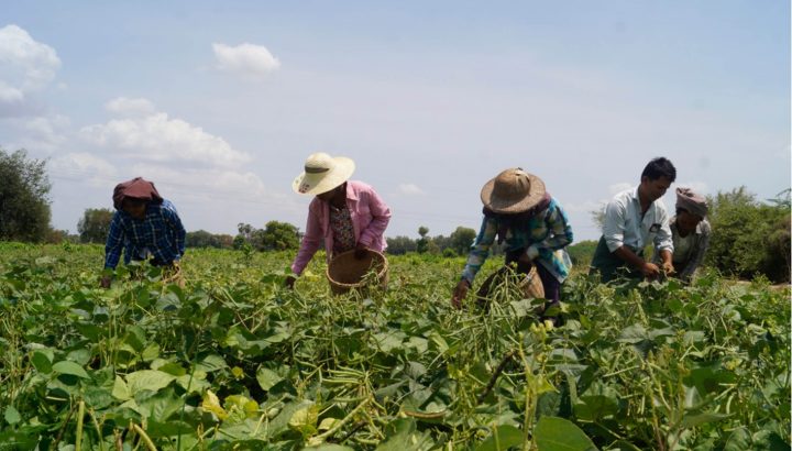 Myanmar agricultural exports increased USD $ 474 million in the 2019 – 2020 financial year when compared to the same period of previous year