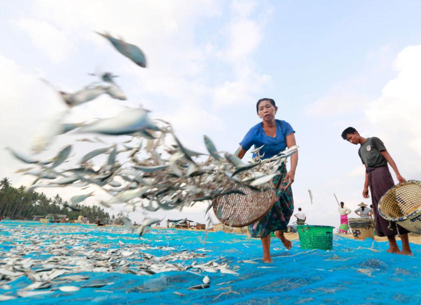 The exports of Myanmar’s fisheries products slow to a crawl since the COVID – 19 pandemic 