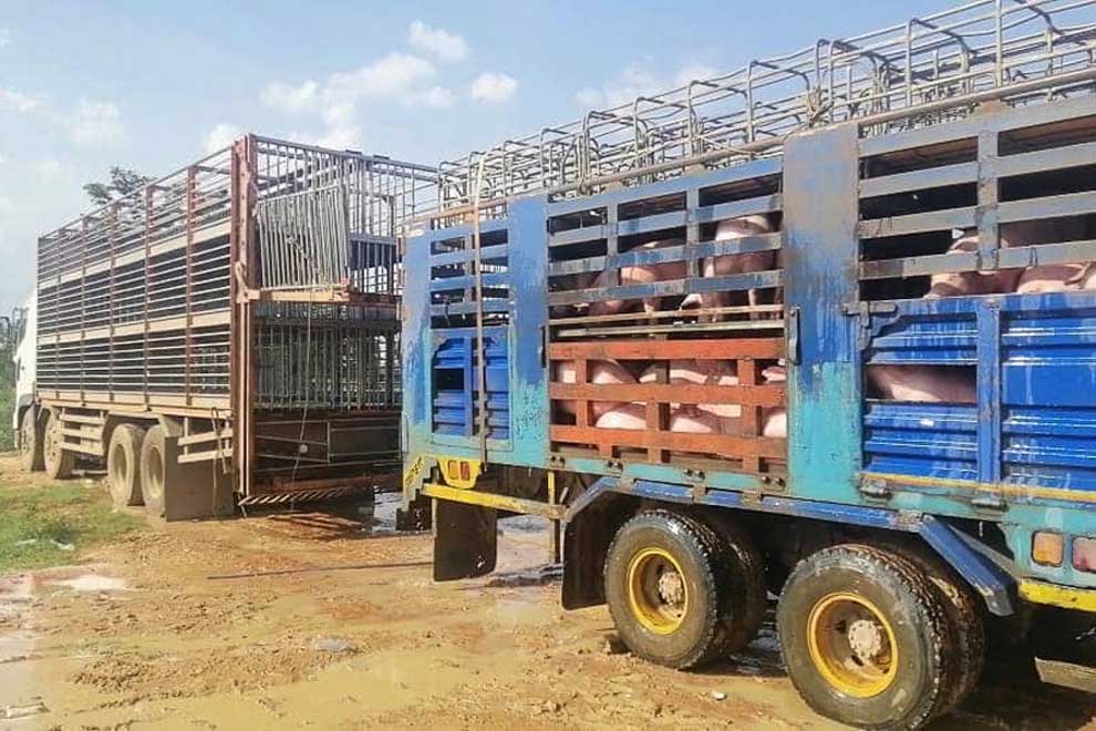 Myanmar Livestock Federation (MLF) urged government to suspend importation of live pig and pork products in order to reduce losses of local pig breeders 