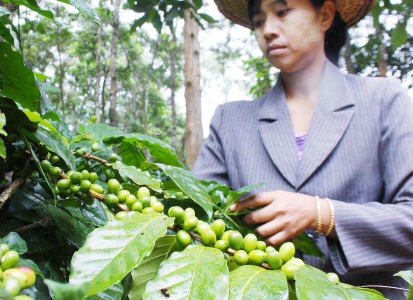 Overseas demand for locally produced coffee market expected to rise in 2018