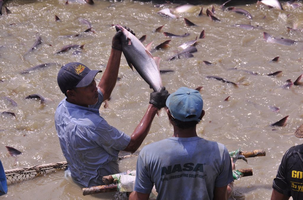 The export earnings from the fishery industry reached USD $ 733.8 million as of 17 July in the 2019 – 2020 financial year 