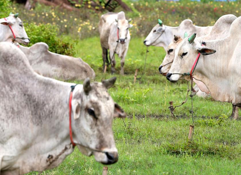Myanmar Investment Commission (MIC) permitted Chinese cattle breeder, Kangrui Agriculture & Livestock Development Company to invest in the breeding cattle in Myanmar 