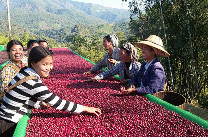 Myanmar’s coffee exports have fallen by the half of this year due to the weak demand from foreign market by the coronavirus