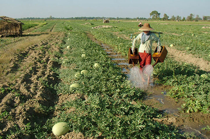 Myanma watermelon export will be extended foreign markets to the UAE, Qatar and Singapore
