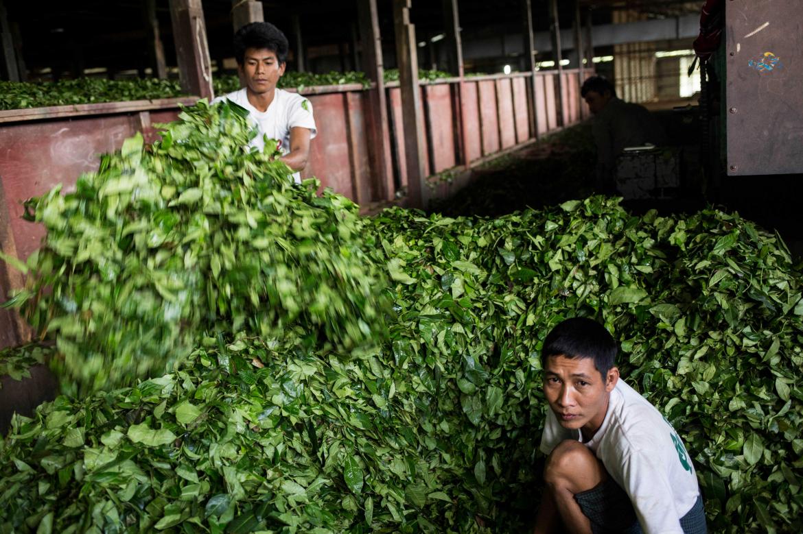 Due to the impact of coronavirus pandemic on the market in Myanmar, China has dealt a cruel blow to tea growers from the Ta’ang ethnic group in Shan State 