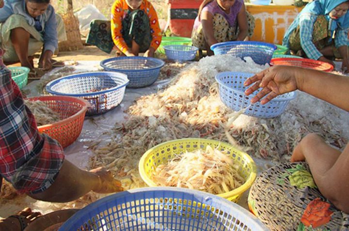 Myanmar fishery export earnings soar to over USD $ 847 million in the 2019 – 2020 financial year