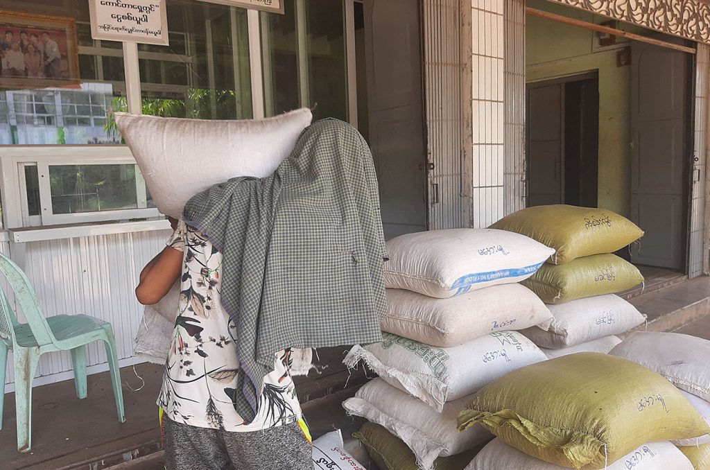 Magway sesame growers faced the hardship due to the drought low price and damaged by the lack of rain 