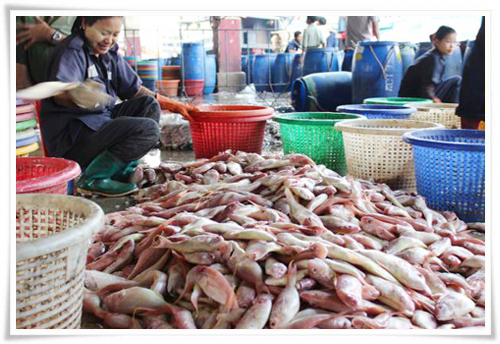 EU Gives Myanmar the Green Light for Fish Exports